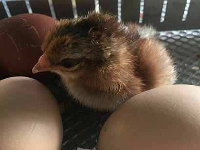 hatching-chick-410px