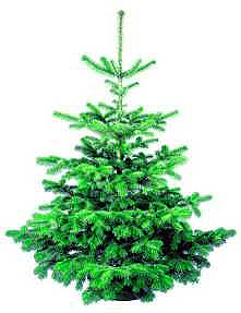 Nordman fir tree image